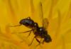 Sepsis sp.